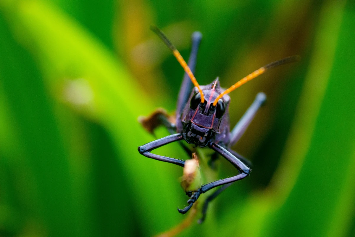Image principale de l'article : Insectes au Costa Rica : faut-il vraiment s’inquiéter ?